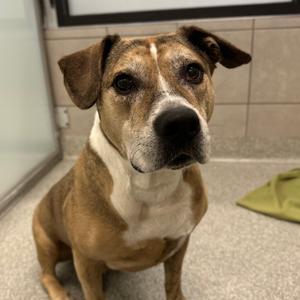Bono, Mixed Breed (Large), senior, available for adoption