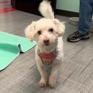 Moana, Mixed Breed (Small), adult, available for adoption