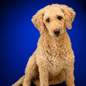 Penelope bonded to Coconut, Mixed Breed (Medium), adult, available for adoption