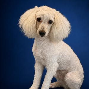 Bernie, Mixed Breed (Small), adult, available for adoption