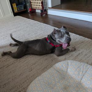 A gray dog with a red collar lying on a beige carpet, its tongue out and tail slightly raised.
