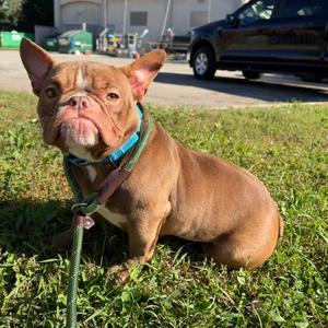 Gizmo, Mixed Breed (Medium), adult, available for adoption