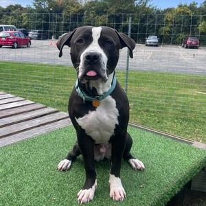 Jet Pack, Mixed Breed (Large), adult, available for adoption