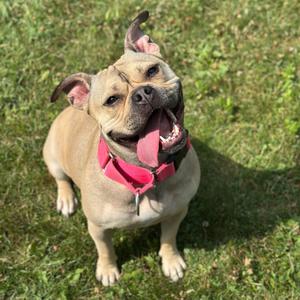 Honey Bunny, Mixed Breed (Medium), adult, available for adoption