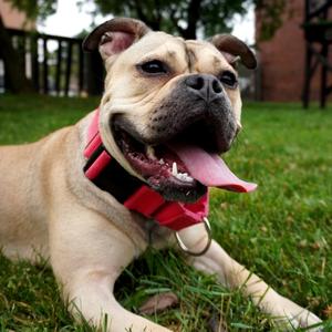 Honey Bunny, Mixed Breed (Medium), adult, available for adoption