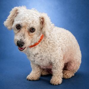 Coconut bonded to Penelope, Mixed Breed (Small), adult, available for adoption