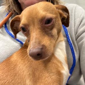 Frappe, Chihuahua, Short Coat, adult, available for adoption