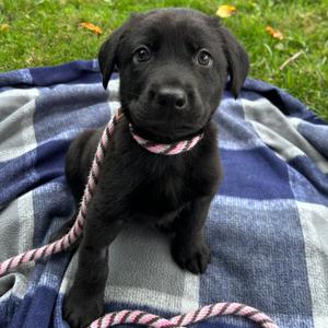Butternut squash soup, Retriever, Black Labrador, puppy, available for adoption