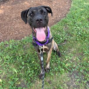 A black and brown dog with a purple harness sitting on grass.
