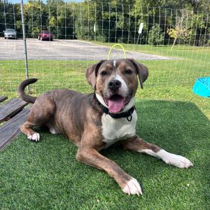 Glenn, Mixed Breed (Medium), young, available for adoption