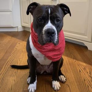 Clarabelle, Terrier, adult, available for adoption