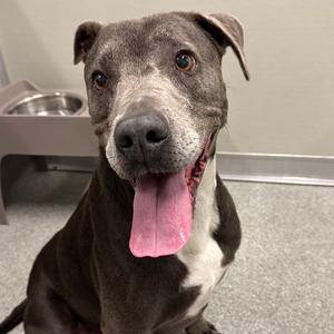 Duke, Terrier, Pit Bull, senior, available for adoption