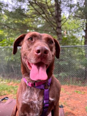 Root, Mixed Breed, young, available for adoption
