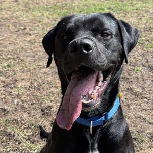 Tiny Tim, Black Labrador Retriever / Great Dane, young, available for adoption