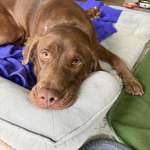 Reece, Chocolate Labrador Retriever, young, available for adoption