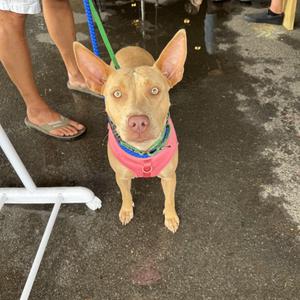 Honey, Mixed Breed, adult, available for adoption