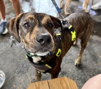 Winston, Plott Hound, young, available for adoption