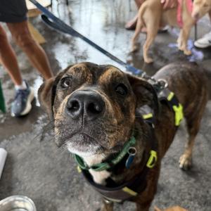 Winston, Plott Hound, young, available for adoption