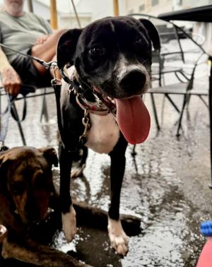 Poppy, Black Labrador Retriever, young, available for adoption