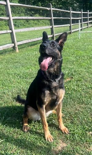 Nova, German Shepherd Dog, adult, available for adoption