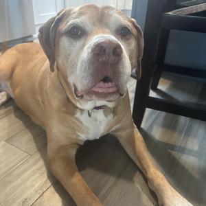 A brown dog with a white chest lying on a wooden floor.