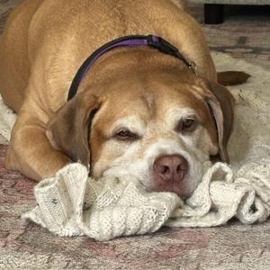 Major, Labrador Retriever, senior, available for adoption