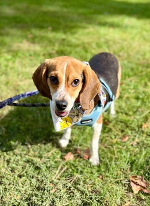 Huey, Beagle, young, available for adoption