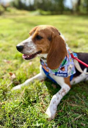 Dewey, Beagle, young, available for adoption