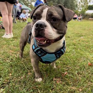 Waffles, American Bully, adult, available for adoption