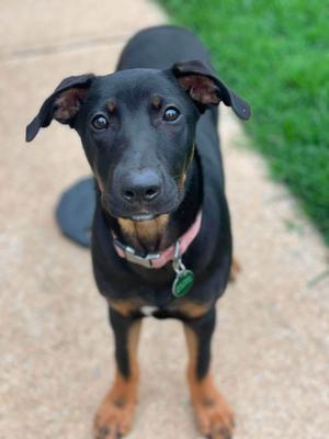 Sabrina, German Shepherd Dog / Doberman Pinscher, puppy, available for adoption