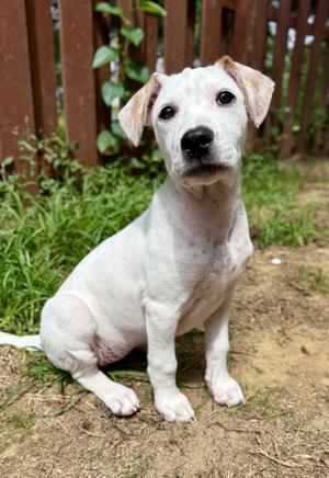 Ruby, Mixed Breed, puppy, available for adoption