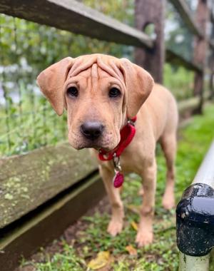 Saki, Shar-Pei, puppy, available for adoption