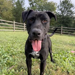 Bear, Black Labrador Retriever / Great Dane, young, available for adoption