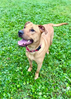 Vinny, Mixed Breed, adult, available for adoption