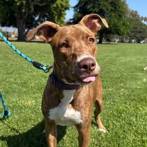 Gumball, Terrier, Pit Bull, adult, available for adoption