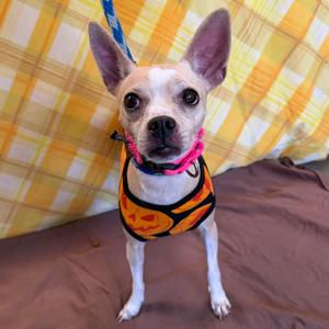 Chrissy, Chihuahua, adult, available for adoption