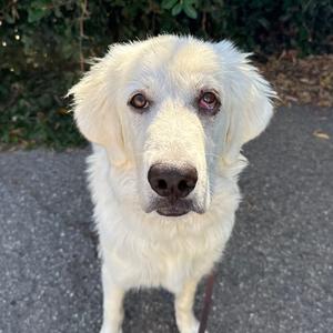 Jolie, Pyrenees, Great, adult, available for adoption