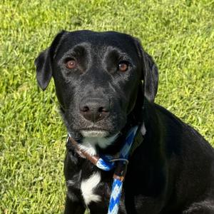 Gemma, Collie, Border, adult, available for adoption