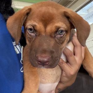 Darby, Chihuahua, available for adoption