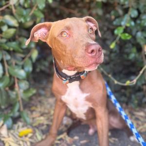 Darwin, Terrier, Pit Bull, adult, available for adoption