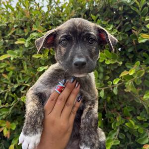Odysseus, Shepherd, available for adoption