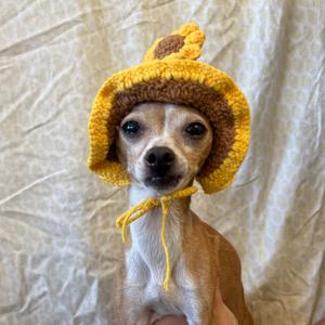 Missy, Chihuahua, adult, available for adoption