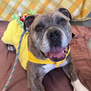 Maurice, Bulldog, American, adult, available for adoption