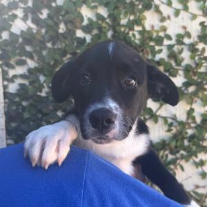 Andy, Collie, Border, available for adoption