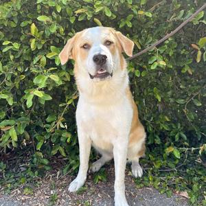 Buttercup, Shepherd, adult, available for adoption