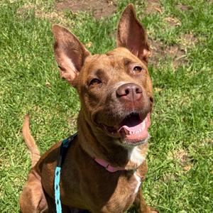 Delilah, Terrier, Pit Bull, adult, available for adoption