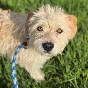 Jolly, Terrier, adult, available for adoption