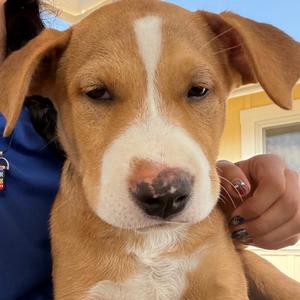 Mona, Shepherd, available for adoption