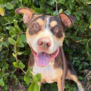 Luna, Terrier, American Pit Bull, senior, available for adoption