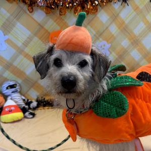 Duke, Terrier, senior, available for adoption